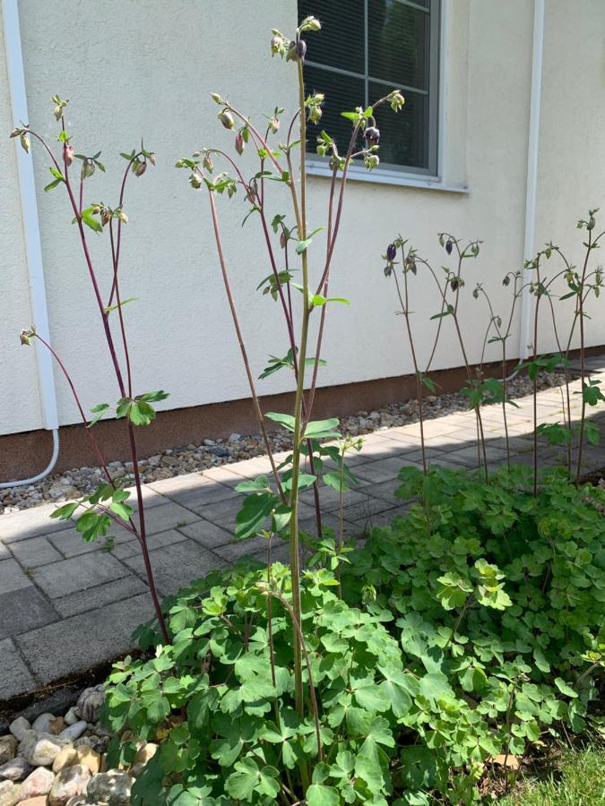 Studiovy Apartman V Zahrade Police nad Metují Kültér fotó